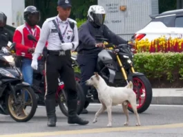 Harapan baharu untuk pulang selama-lamanya, nama baharu Jon ‘anjing trafik’ setia Kuala Lumpur