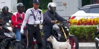 Harapan baharu untuk pulang selama-lamanya, nama baharu Jon ‘anjing trafik’ setia Kuala Lumpur