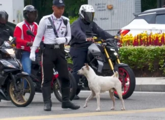 Harapan baharu untuk pulang selama-lamanya, nama baharu Jon ‘anjing trafik’ setia Kuala Lumpur