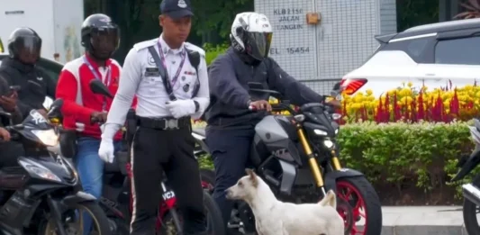 Harapan baharu untuk pulang selama-lamanya, nama baharu Jon ‘anjing trafik’ setia Kuala Lumpur