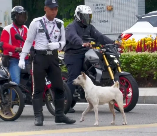 Harapan baharu untuk pulang selama-lamanya, nama baharu Jon ‘anjing trafik’ setia Kuala Lumpur